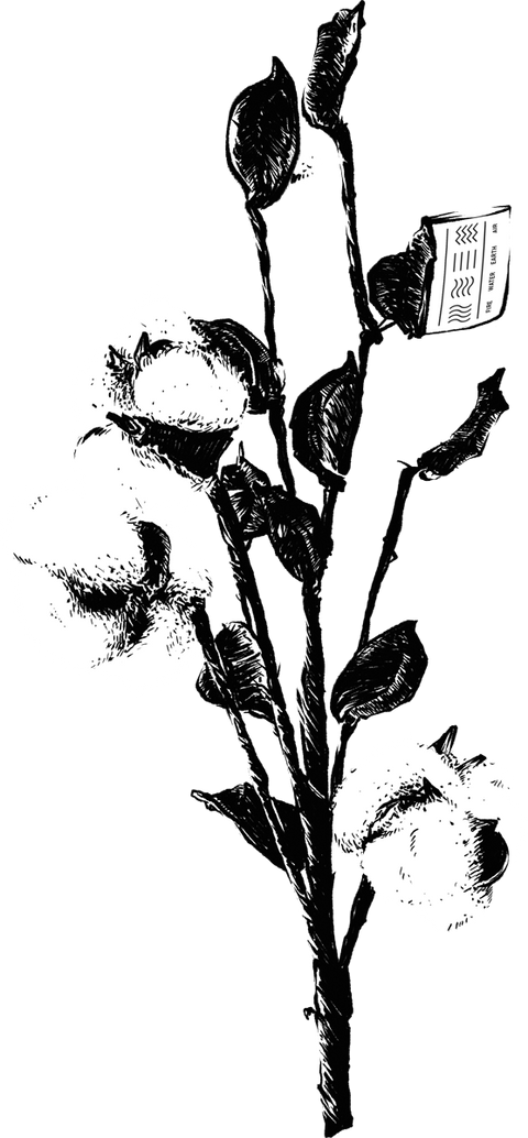 Illustration Baumwolle